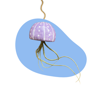 Deluxe Clay Kit – Ceramic