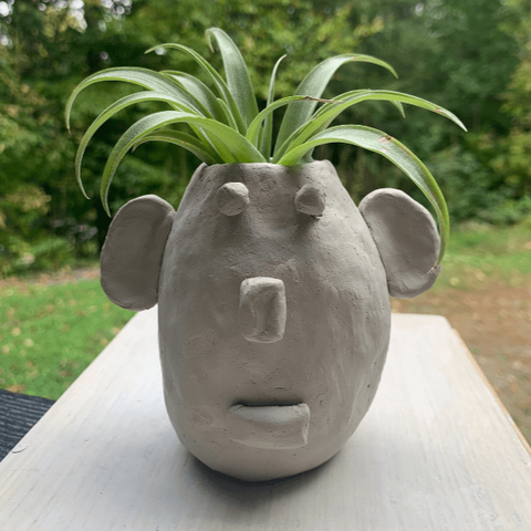 Face planter with air plant